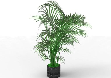 beyaz bir arka plan üzerinde 3D palmiye ağacı