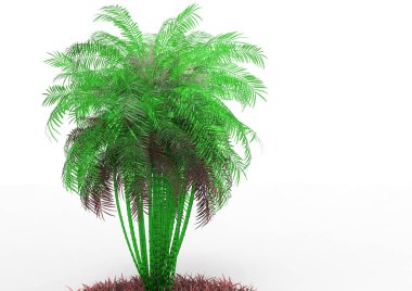 beyaz bir arka plan üzerinde 3D palmiye ağacı