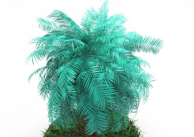 beyaz bir arka plan üzerinde 3D palmiye ağacı