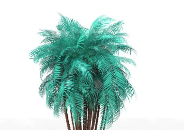 beyaz bir arka plan üzerinde 3D palmiye ağacı