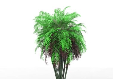 beyaz bir arka plan üzerinde 3D palmiye ağacı