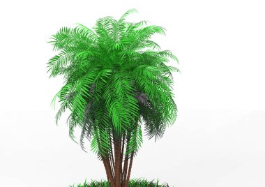 beyaz bir arka plan üzerinde 3D palmiye ağacı