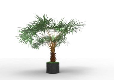 beyaz bir arka plan üzerinde 3D palmiye ağacı