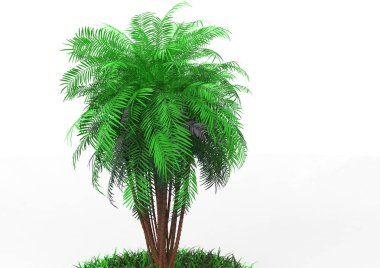 beyaz bir arka plan üzerinde 3D palmiye ağacı
