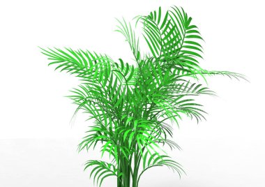 beyaz bir arka plan üzerinde 3D palmiye ağacı