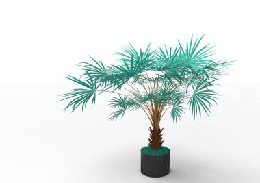 beyaz bir arka plan üzerinde 3D palmiye ağacı