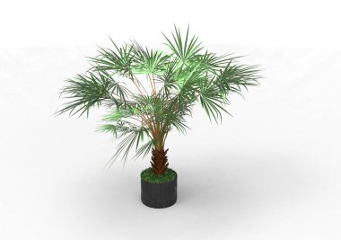 beyaz bir arka plan üzerinde 3D palmiye ağacı
