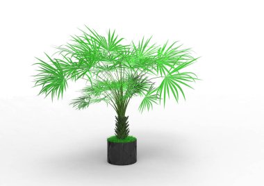beyaz bir arka plan üzerinde 3D palmiye ağacı