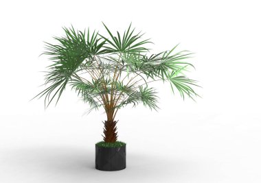beyaz bir arka plan üzerinde 3D palmiye ağacı