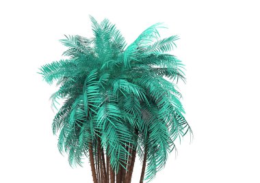 beyaz bir arka plan üzerinde 3D palmiye ağacı