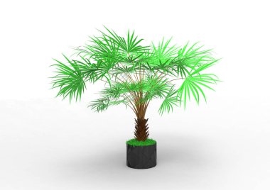 beyaz bir arka plan üzerinde 3D palmiye ağacı