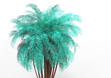 beyaz bir arka plan üzerinde 3D palmiye ağacı