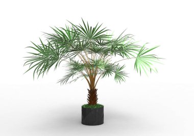 beyaz bir arka plan üzerinde 3D palmiye ağacı