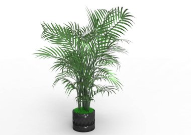 beyaz bir arka plan üzerinde 3D palmiye ağacı