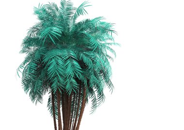 beyaz bir arka plan üzerinde 3D palmiye ağacı