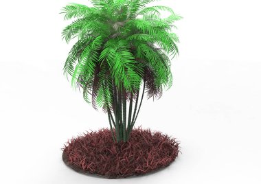 beyaz bir arka plan üzerinde 3D palmiye ağacı