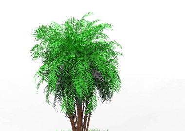 beyaz bir arka plan üzerinde 3D palmiye ağacı