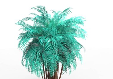 beyaz bir arka plan üzerinde 3D palmiye ağacı