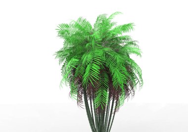 beyaz bir arka plan üzerinde 3D palmiye ağacı