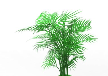beyaz bir arka plan üzerinde 3D palmiye ağacı