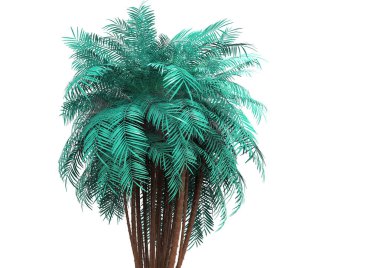 beyaz bir arka plan üzerinde 3D palmiye ağacı