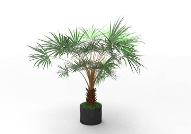 beyaz bir arka plan üzerinde 3D palmiye ağacı