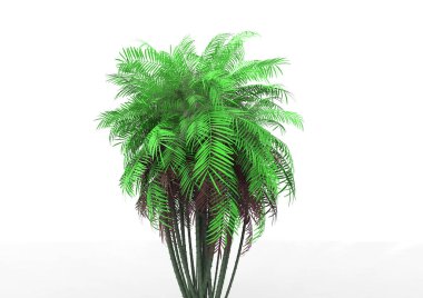beyaz bir arka plan üzerinde 3D palmiye ağacı