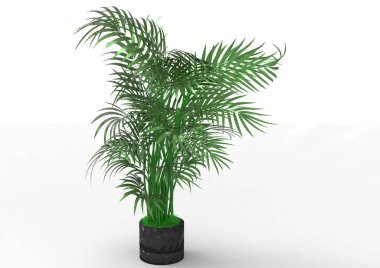 beyaz bir arka plan üzerinde 3D palmiye ağacı
