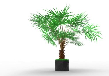 beyaz bir arka plan üzerinde 3D palmiye ağacı