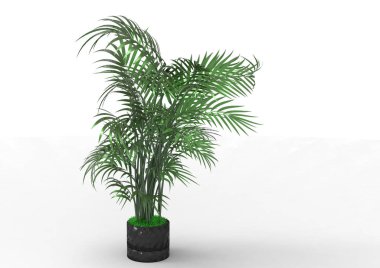 beyaz bir arka plan üzerinde 3D palmiye ağacı