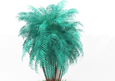 beyaz bir arka plan üzerinde 3D palmiye ağacı