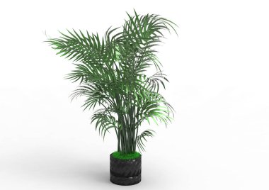 beyaz bir arka plan üzerinde 3D palmiye ağacı