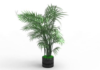 beyaz bir arka plan üzerinde 3D palmiye ağacı