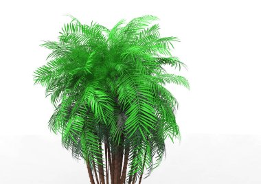 beyaz bir arka plan üzerinde 3D palmiye ağacı