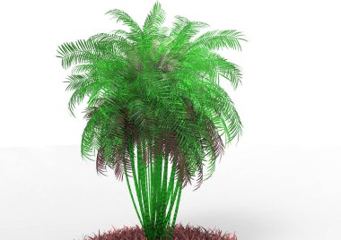 beyaz bir arka plan üzerinde 3D palmiye ağacı