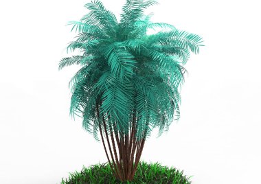 beyaz bir arka plan üzerinde 3D palmiye ağacı