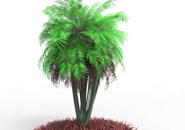 beyaz bir arka plan üzerinde 3D palmiye ağacı