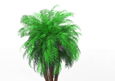 beyaz bir arka plan üzerinde 3D palmiye ağacı