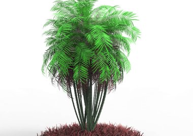 beyaz bir arka plan üzerinde 3D palmiye ağacı