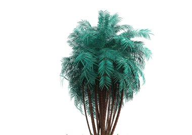 beyaz bir arka plan üzerinde 3D palmiye ağacı