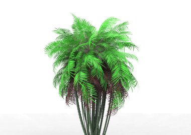 beyaz bir arka plan üzerinde 3D palmiye ağacı