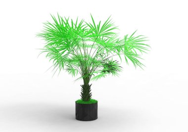beyaz bir arka plan üzerinde 3D palmiye ağacı