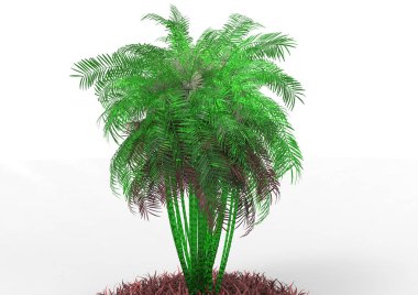 beyaz bir arka plan üzerinde 3D palmiye ağacı