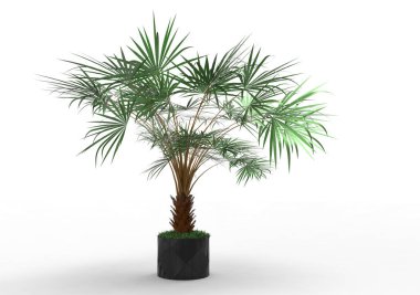 beyaz bir arka plan üzerinde 3D palmiye ağacı