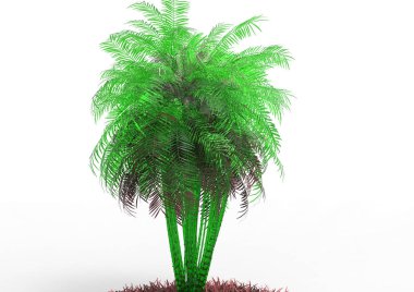 beyaz bir arka plan üzerinde 3D palmiye ağacı