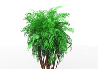 beyaz bir arka plan üzerinde 3D palmiye ağacı