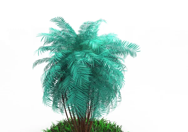 Palm Tree White Background — Stock Photo, Image