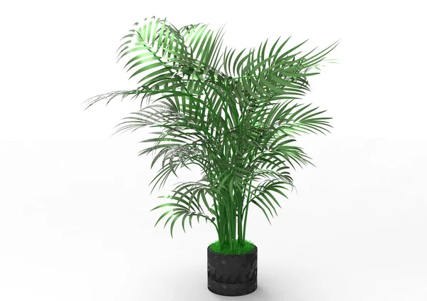 Palm Tree White Background — Stock Photo, Image