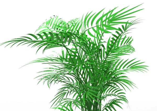 Palm Tree White Background — Stock Photo, Image