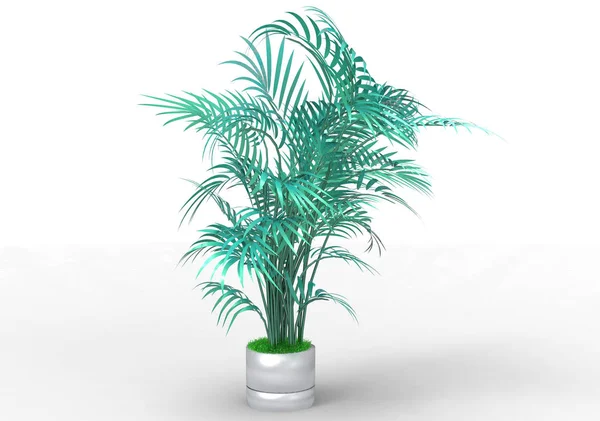 Palmeira Sobre Fundo Branco — Fotografia de Stock